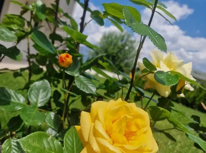 Bergblick Apartament